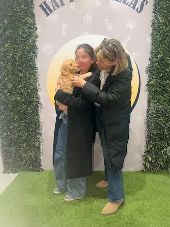 caniche venta cachorro madrid familia feliz