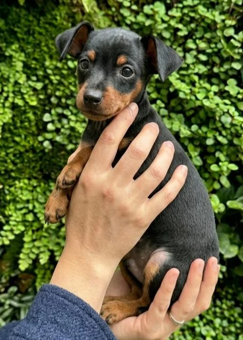 Comprar Mini Pinscher en Madrid