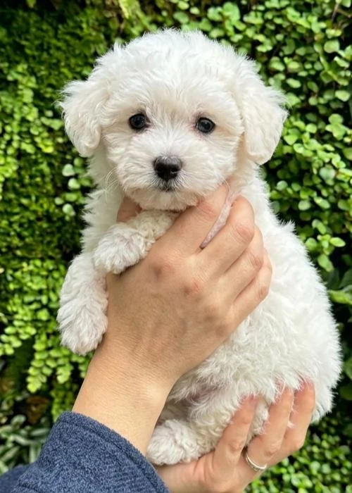 Comprar Bichon Maltes en Madrid
