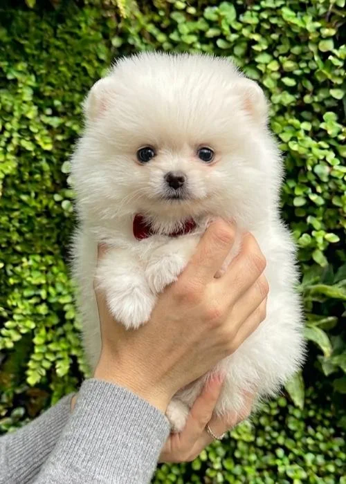 Comprar Pomerania en Madrid