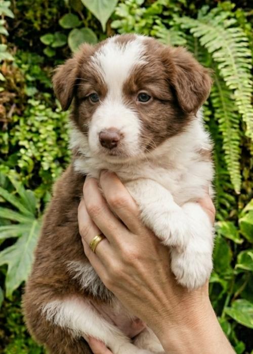 Comprar Border collie en Madrid