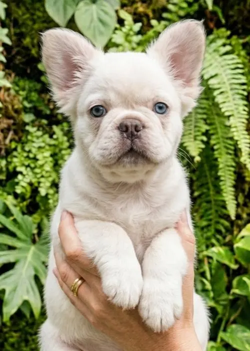 Comprar Bulldog frances fluffy en Madrid