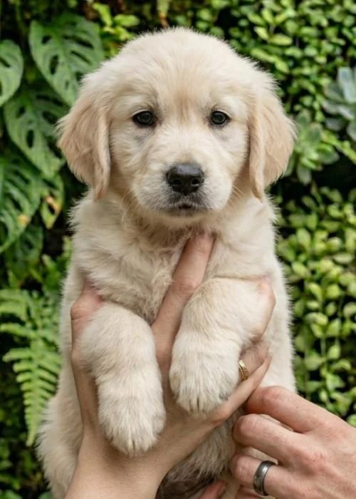 Comprar Golden Retriever en Madrid