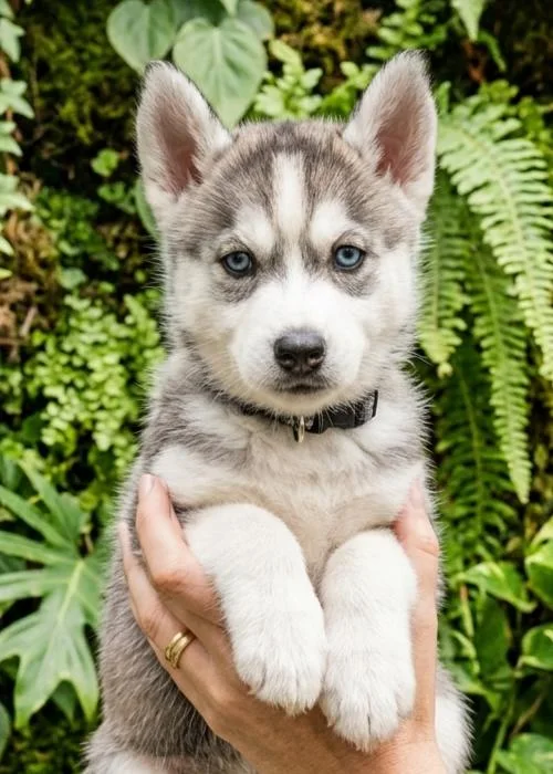 Comprar husky en Madrid