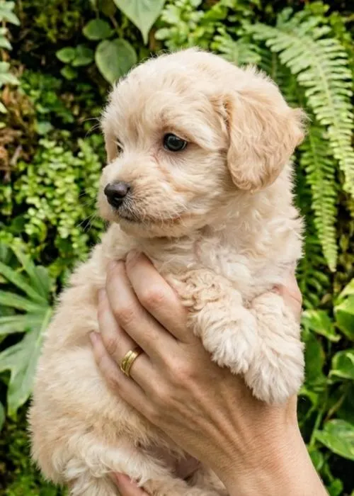 Comprar Maltipoo en Madrid