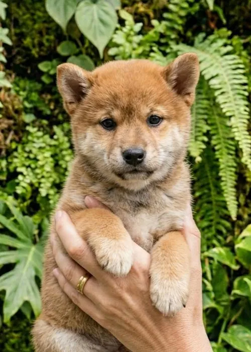 Comprar shiba inu en Madrid