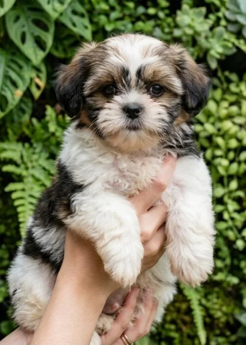 Comprar Shih Tzu en Madrid