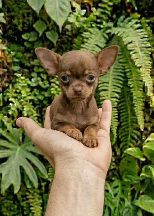 comprar chihuahua en madrid